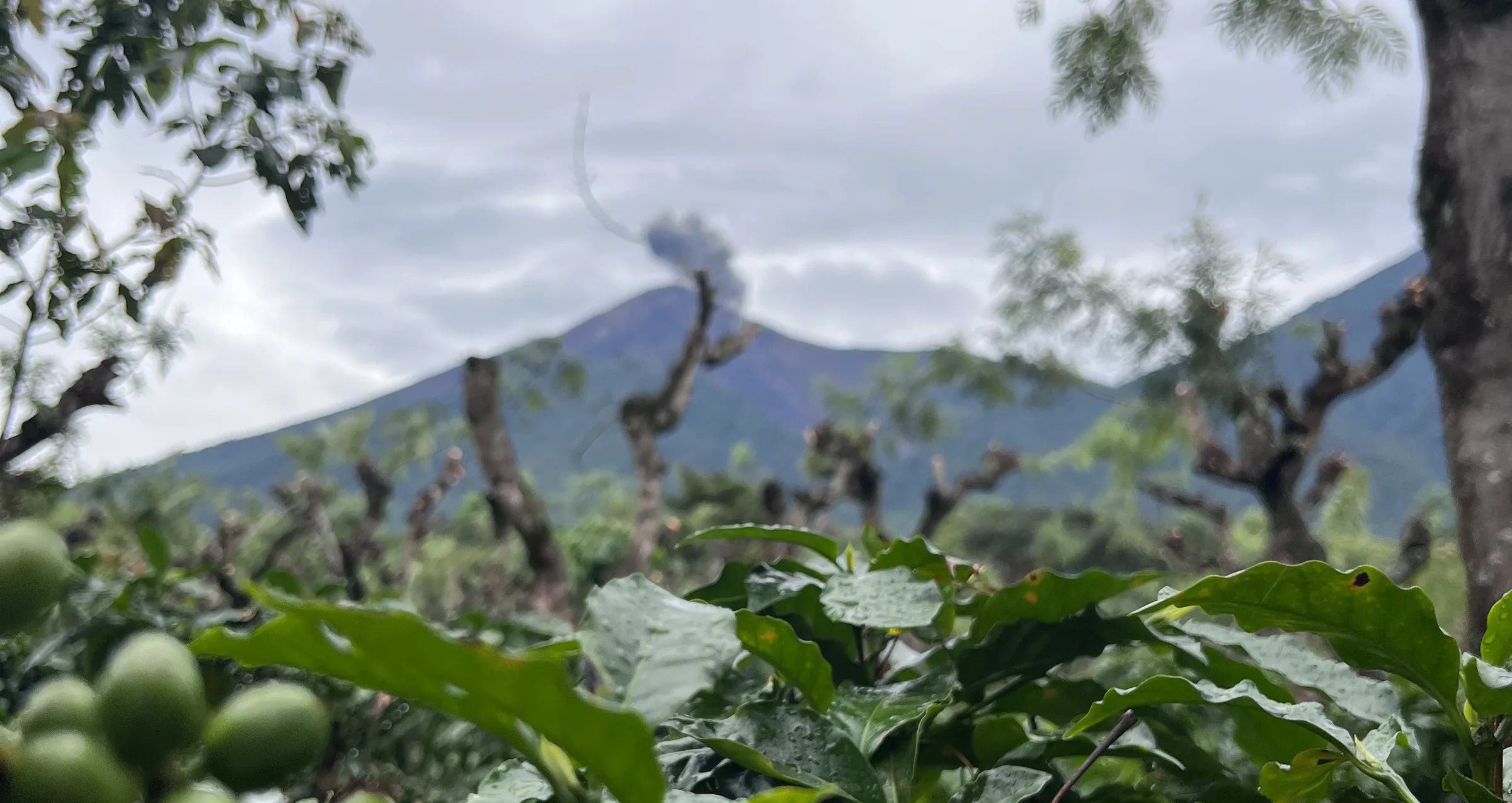 Young coffee plants in the foreground with the Fuego Volcano rising behind the shade trees under a cloudy sky.
