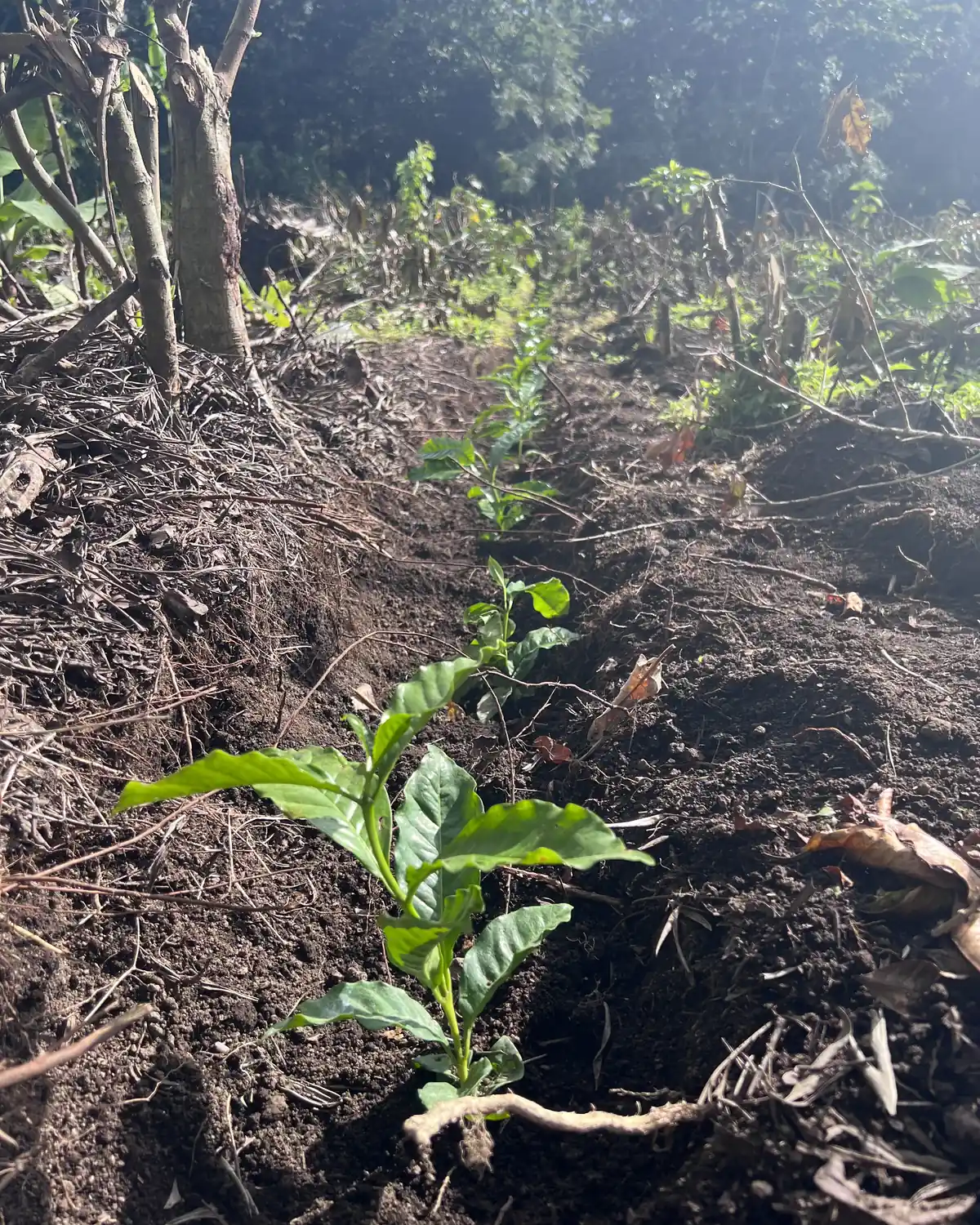 A young coffee plant sprouts from dark soil covered in leaf litter, under native trees