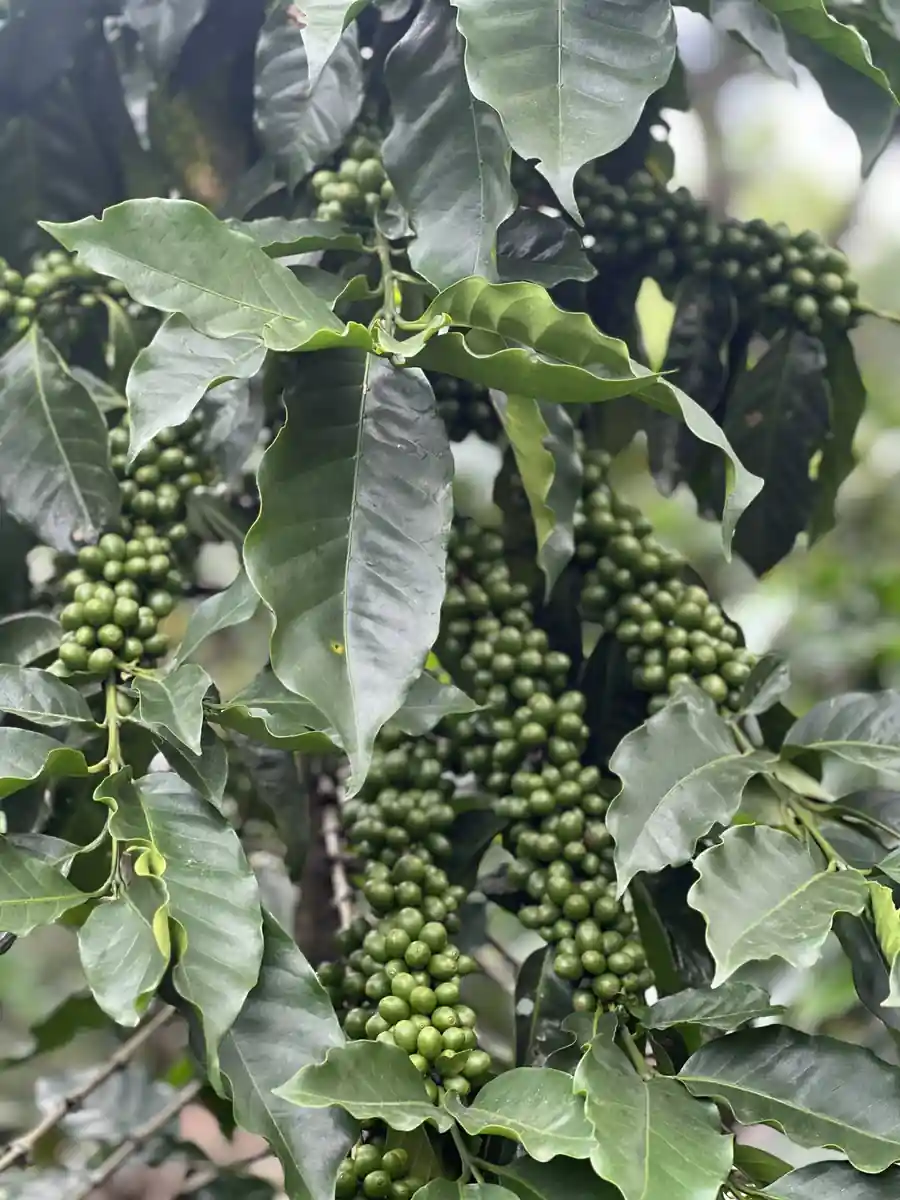 coffee beans ripe growing state
