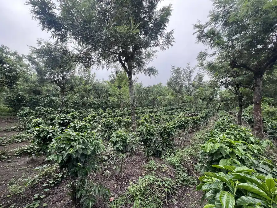 Coffee plants under shade trees at Finca Linda Morena, on the slopes of the Fuego volcano.