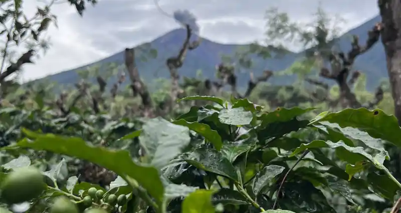 Journal 4 coffee harvest season guatemala