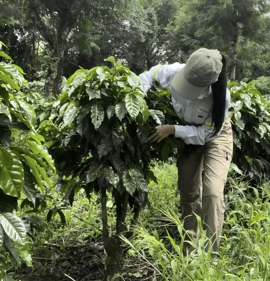 About Us 1 Coffee plants growing in volcanic soil near the Fuego Volcano at Finca Linda Morena