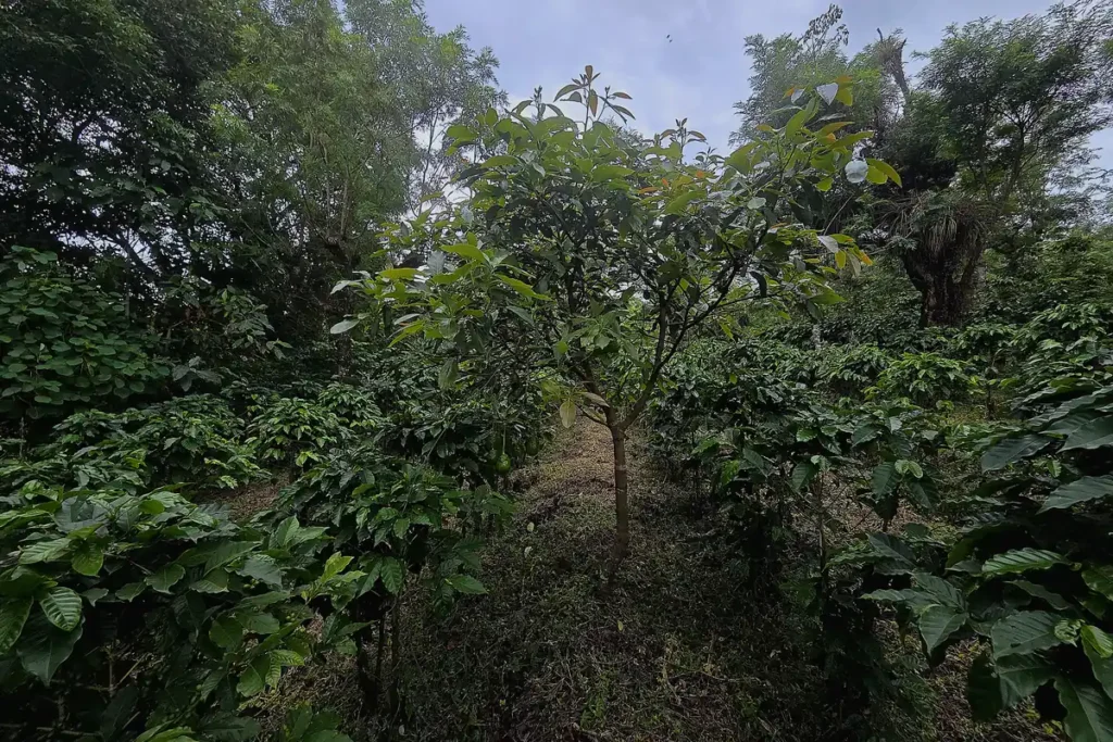Shade-Grown Coffee: What It Means