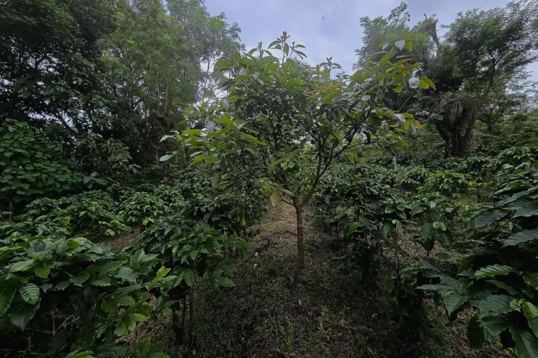 Shade-Grown Coffee: What It Means 1 Shade-Grown Coffee: What It Means