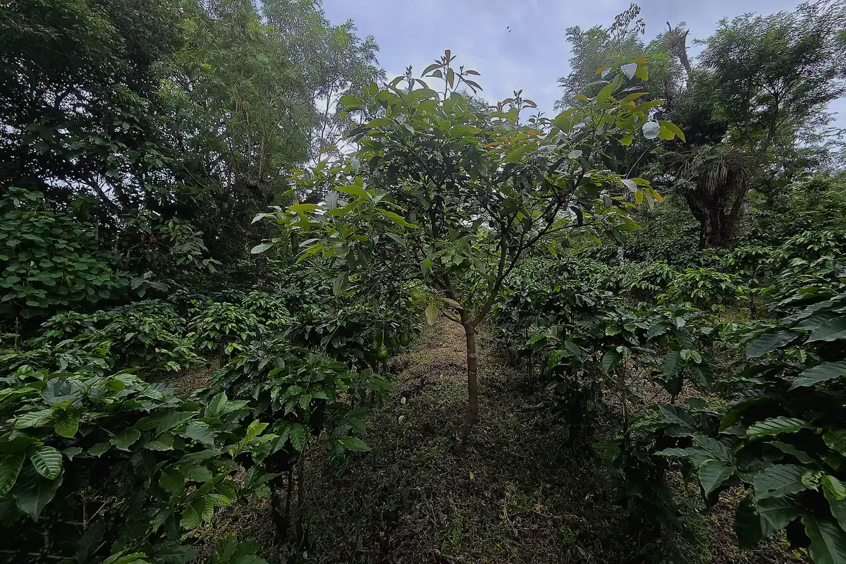 Shade-Grown Coffee: What It Means 1 Coffee plants growing under shade trees on the farm
