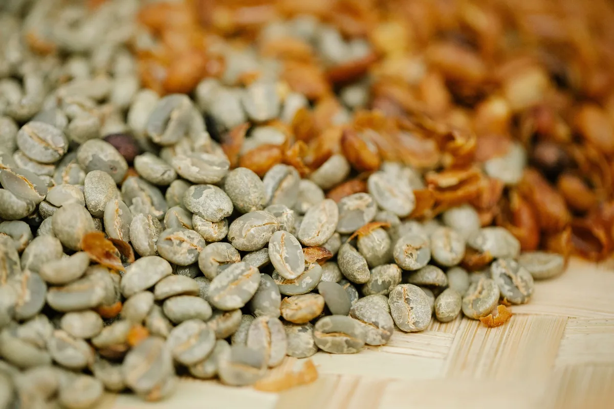 Natural vs Washed Coffee: Taste Differences 1 Green coffee beans and dried husks on a woven mat