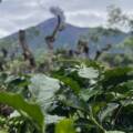 Sustainability and Regenerative Practices: Cultivating Coffee with a Purpose