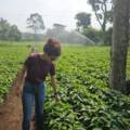 Yara Award: Finca Linda Morena Represents Guatemala Among Young Leaders Inspiring Agriculture